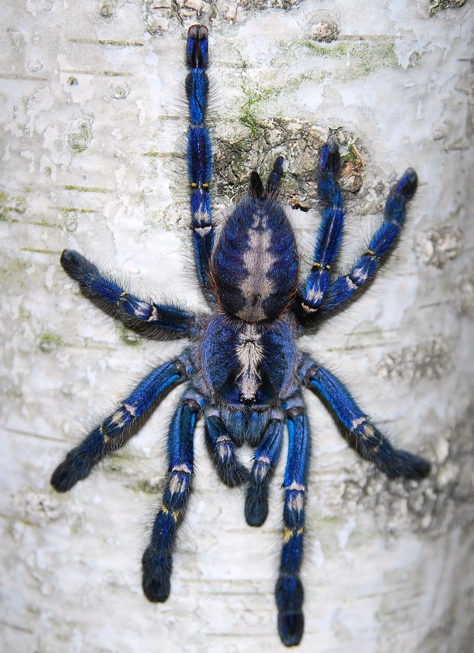 Паук птицеед Poecilotheria Metallica
