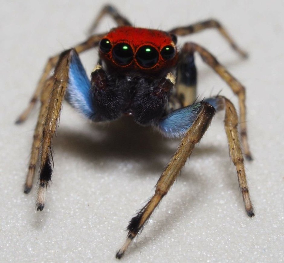 Паук скакун красный