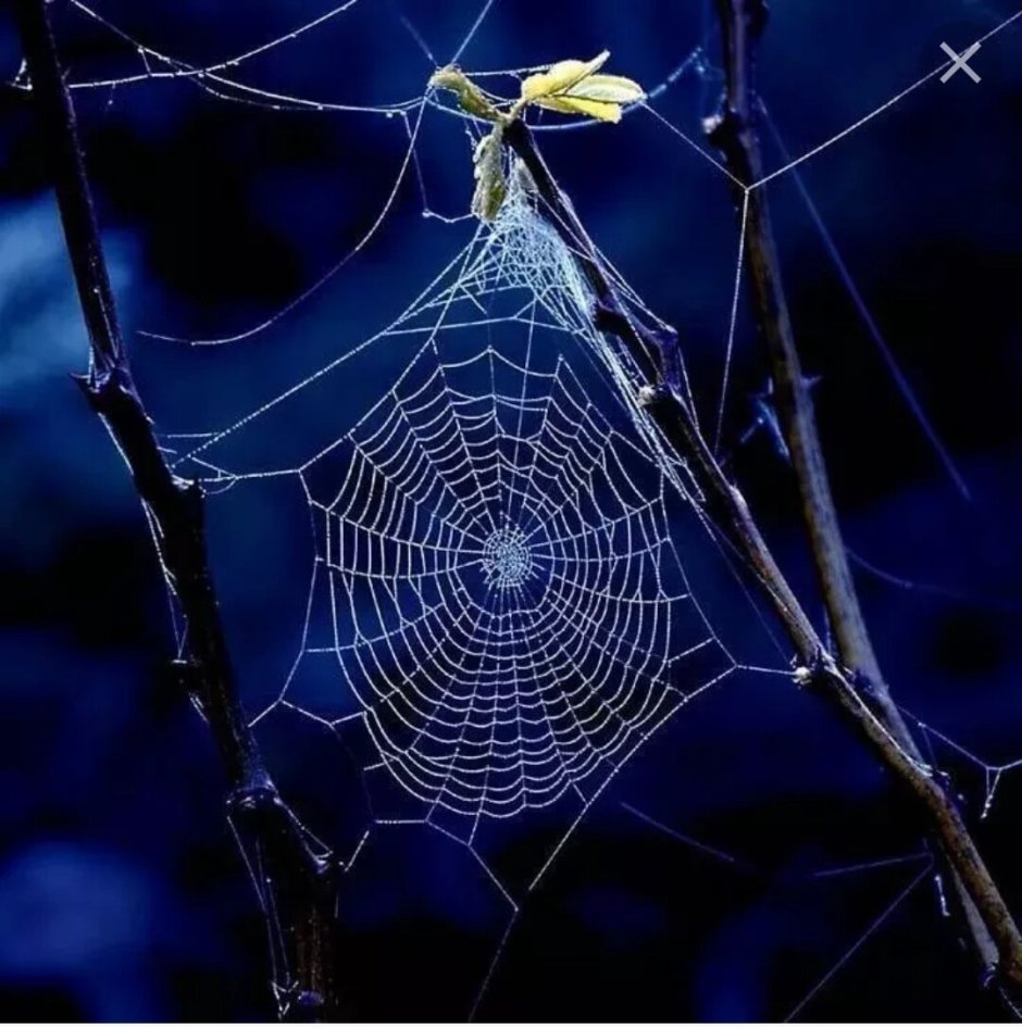 Паучья паутина