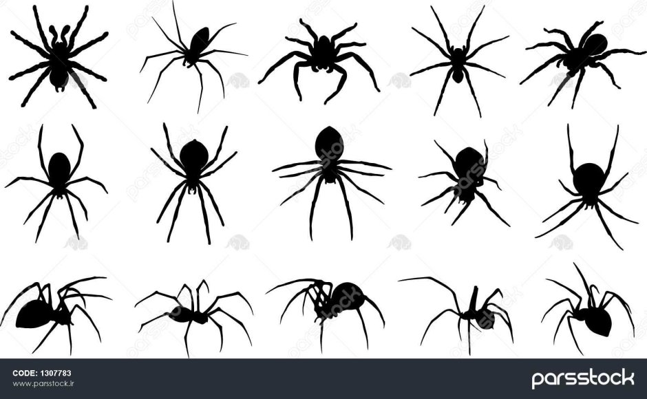 Маленькие черные пауки на белом фоне