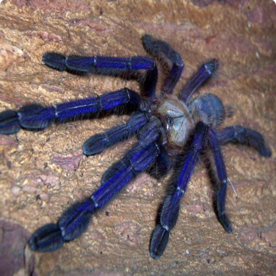 Лампропельма виолацеопес