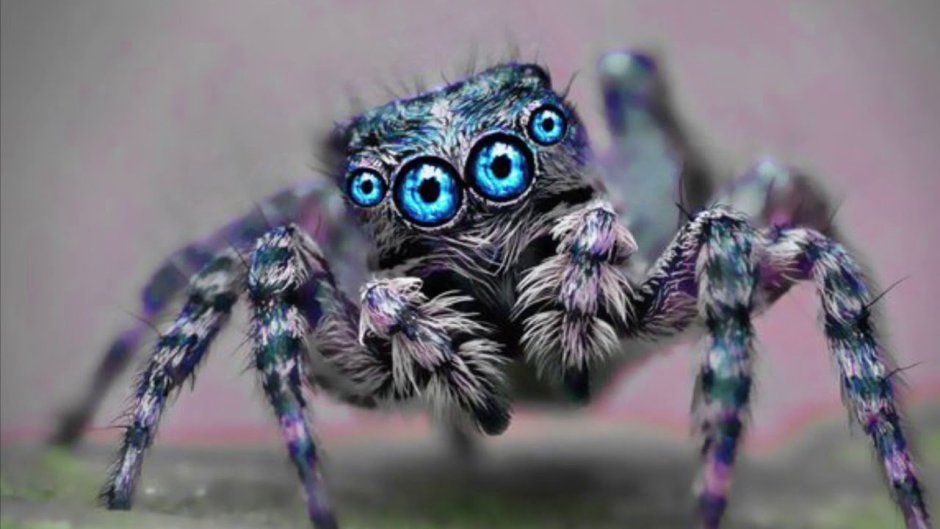 Паук прыгун Лукас