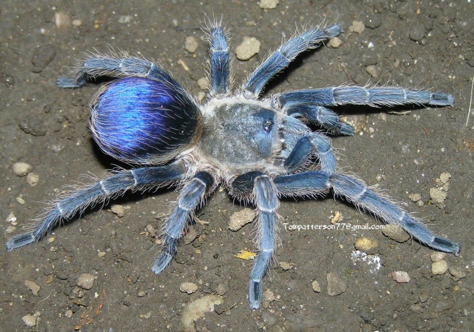 Pseudhapalopus SP Blue