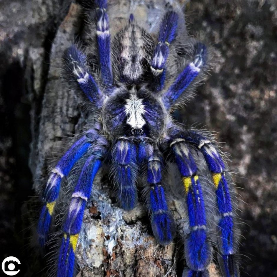 Паук птицеед Poecilotheria Metallica