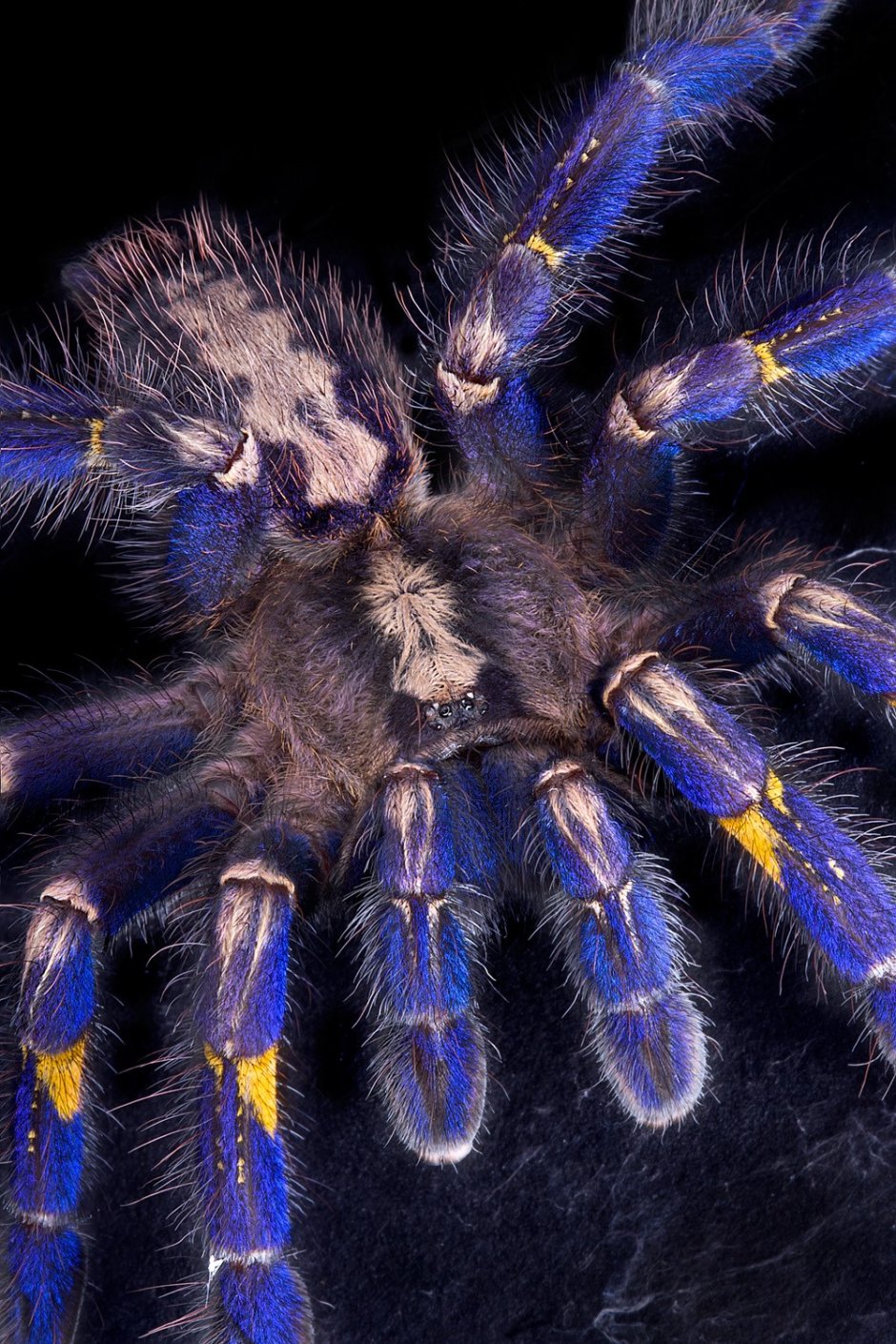 Паук Grammostola pulchra