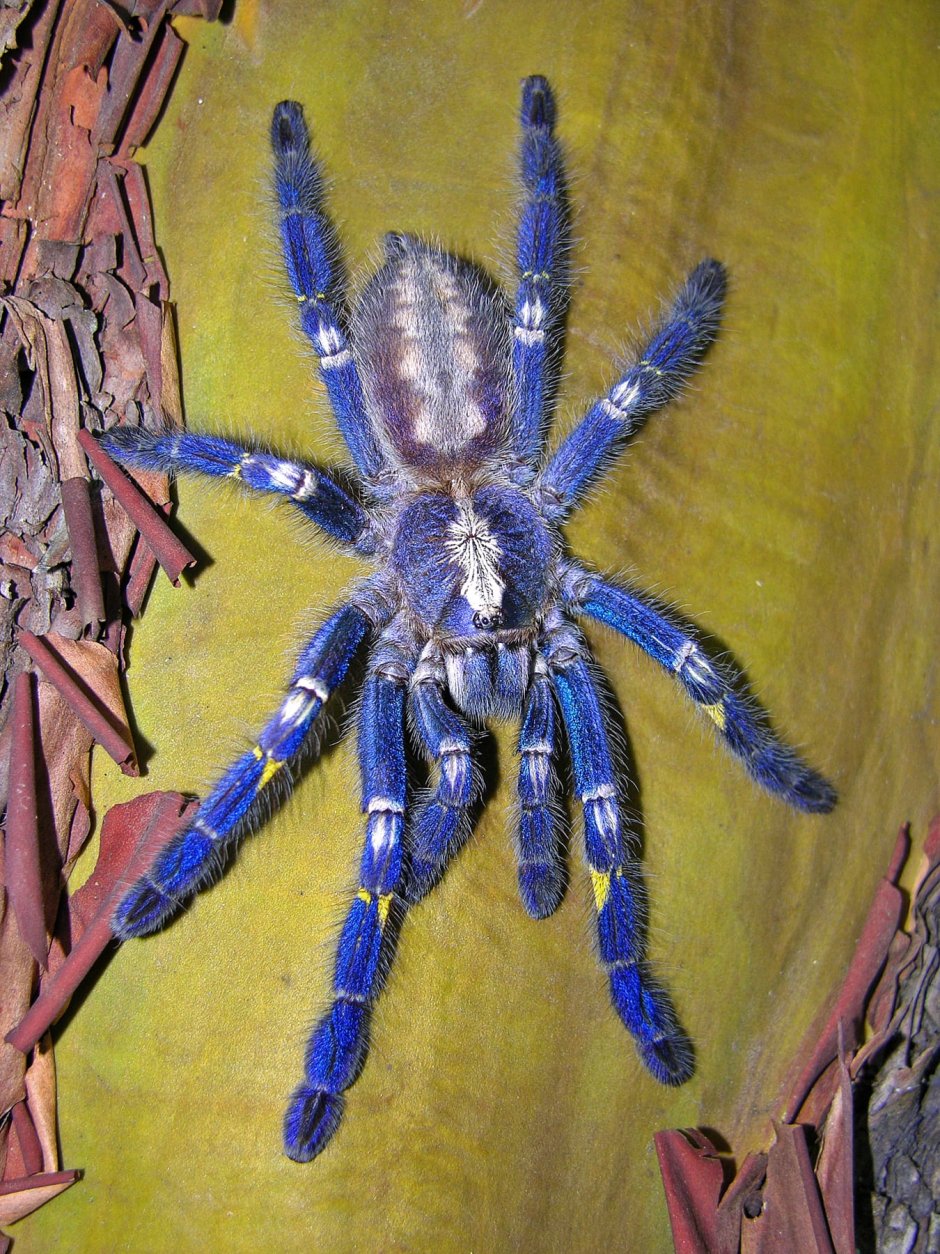 Паук птицеед Poecilotheria Metallica