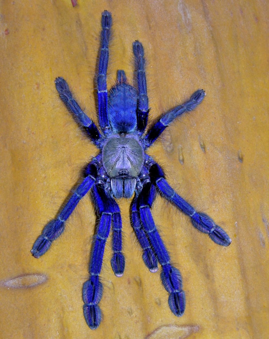Паук Lampropelma violaceopes