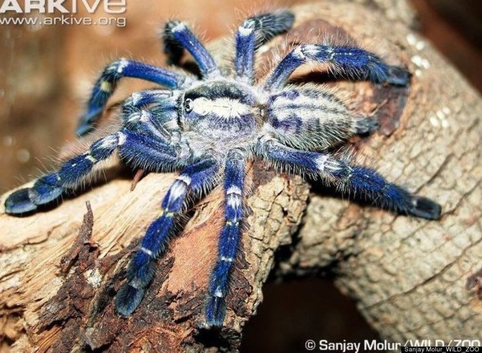 Poecilotheria Metallica паучата
