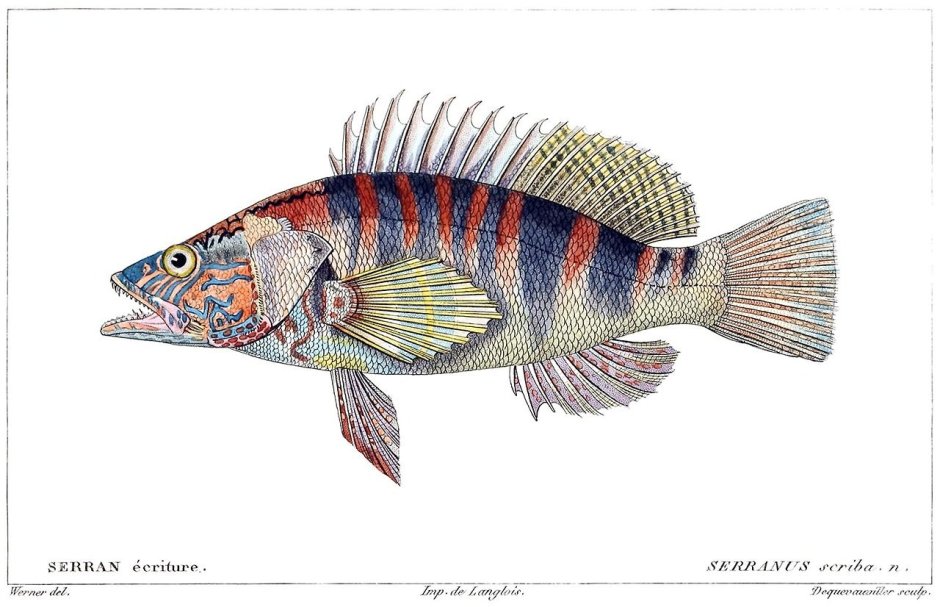 Рыба Кукушка в черном море Serranus Scriba