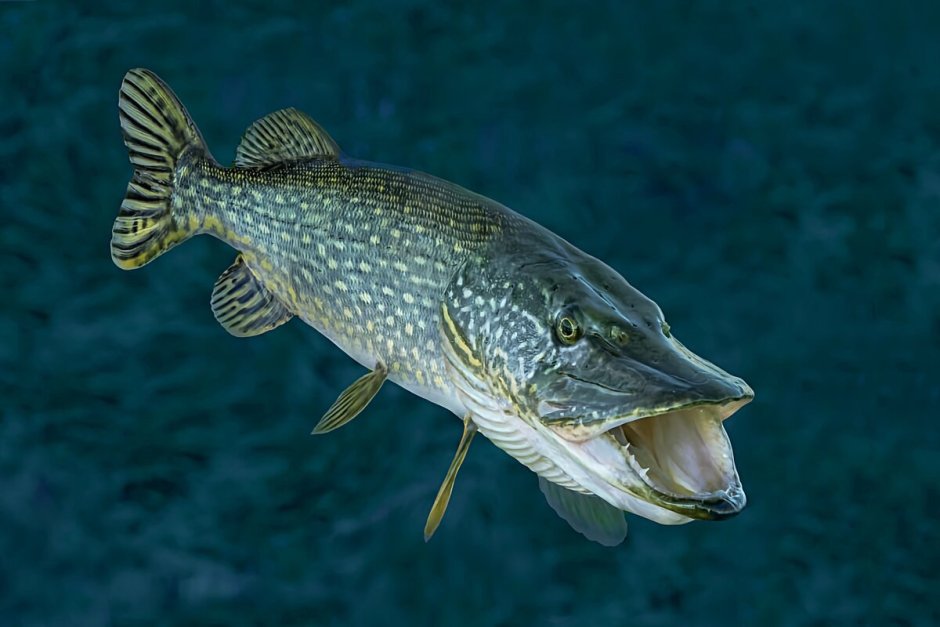 Щука Esox Lucius