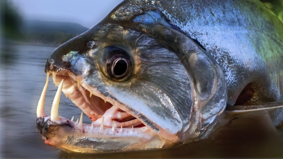 Скумбриевидный гидролик (Payara)