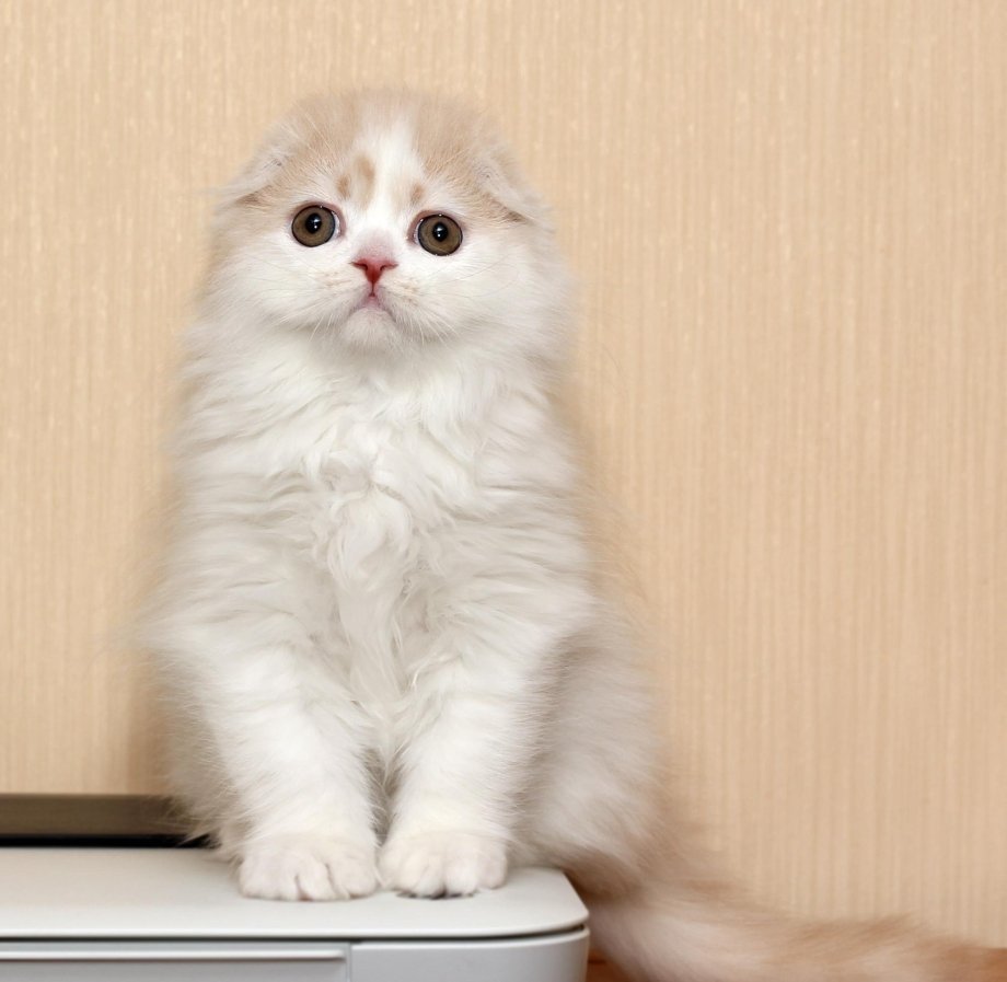 Хайленд-фолд Шотландская вислоухая длинношерстная