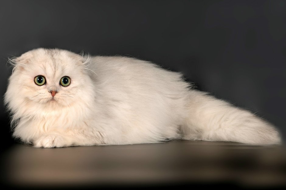 Хайленд-фолд Шотландская вислоухая длинношерстная белая