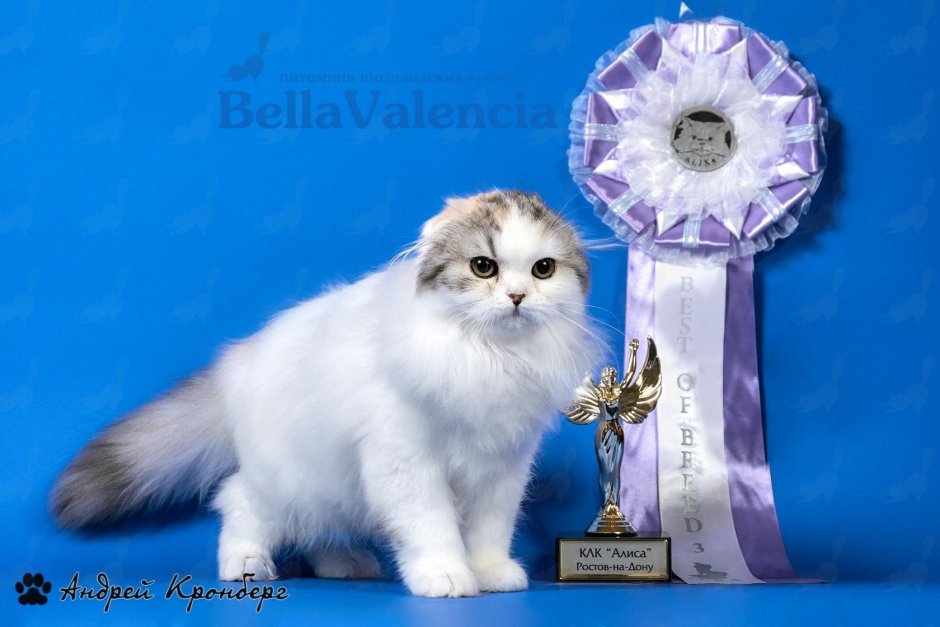 Хайленд фолд