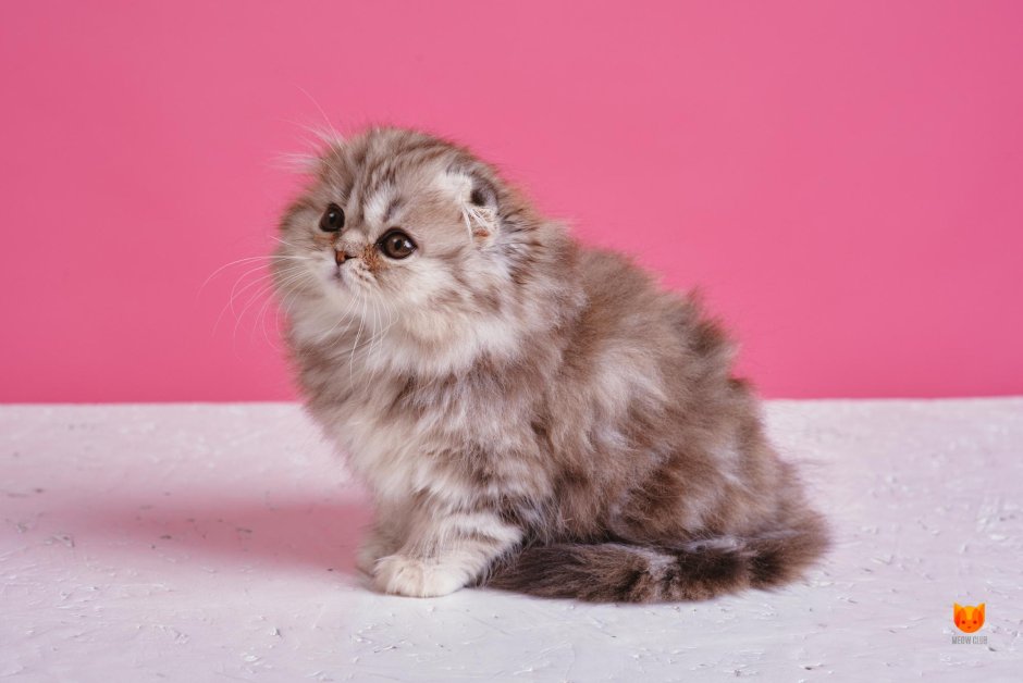 Шотландская вислоухая длинношерстная