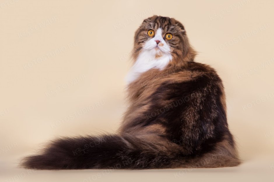 Хайленд фолд кошка