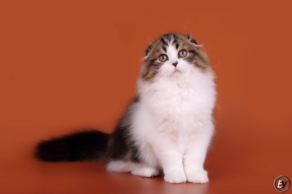 Хайленд-фолд Шотландская биколор