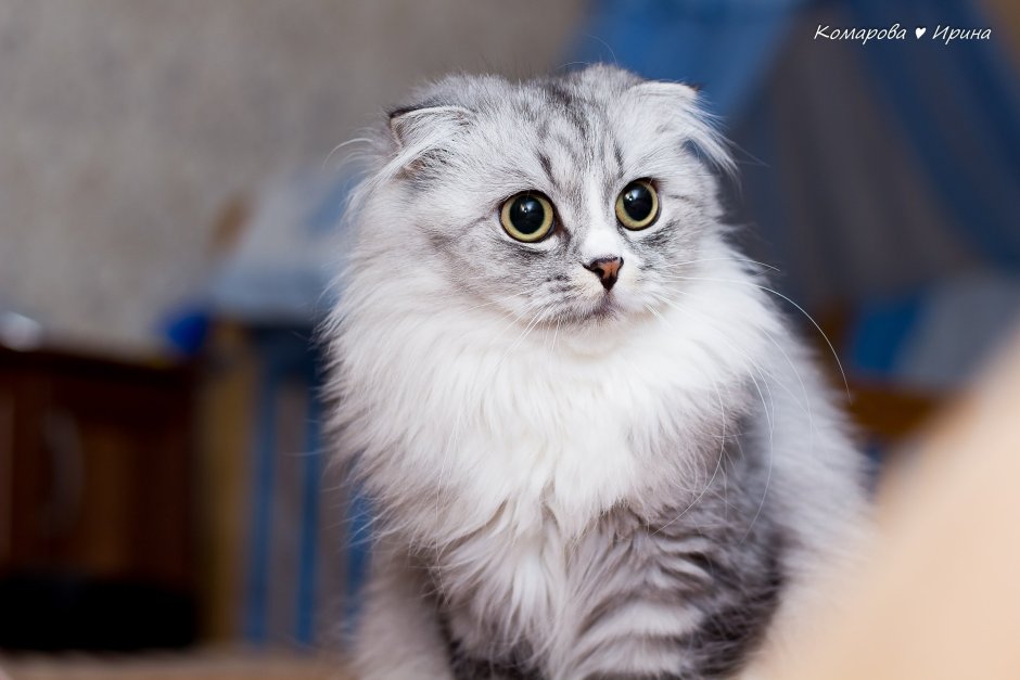 Шотландская вислоухая кошка длинношерстная
