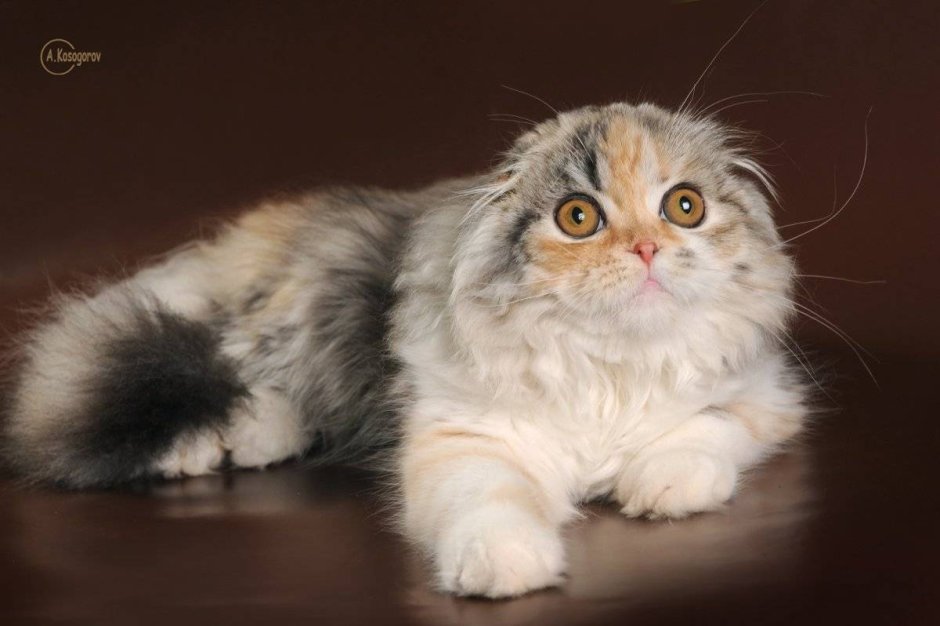 Хайленд-фолд Томас