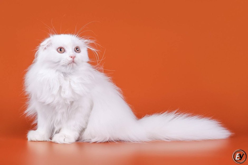 Хайленд фолд кошка белая