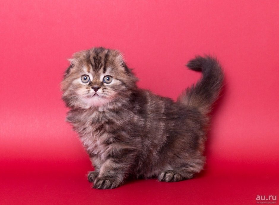 Хайленд-фолд Шотландская вислоухая длинношерстная