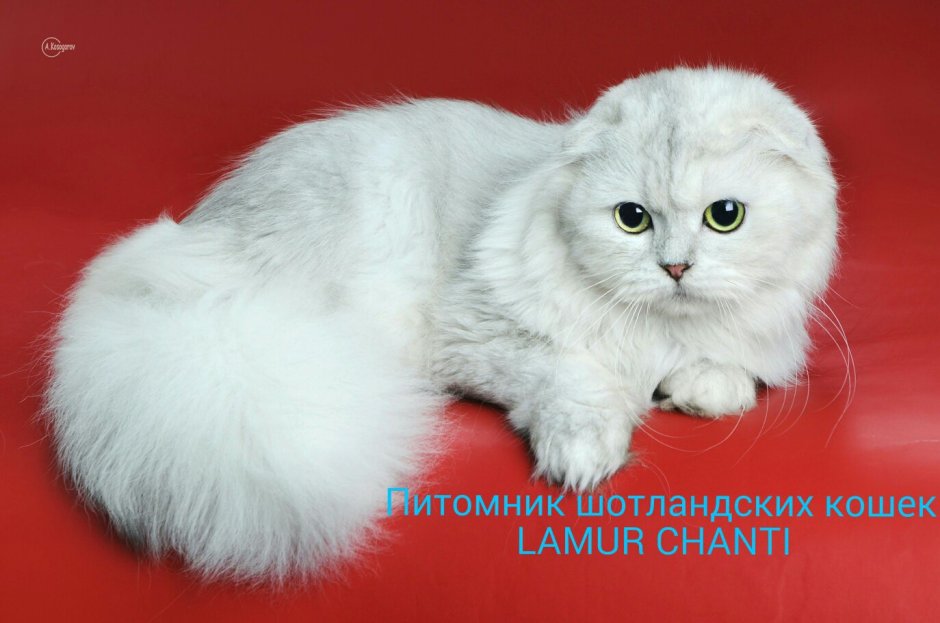 Шотландская серебристая шиншилла хайленд