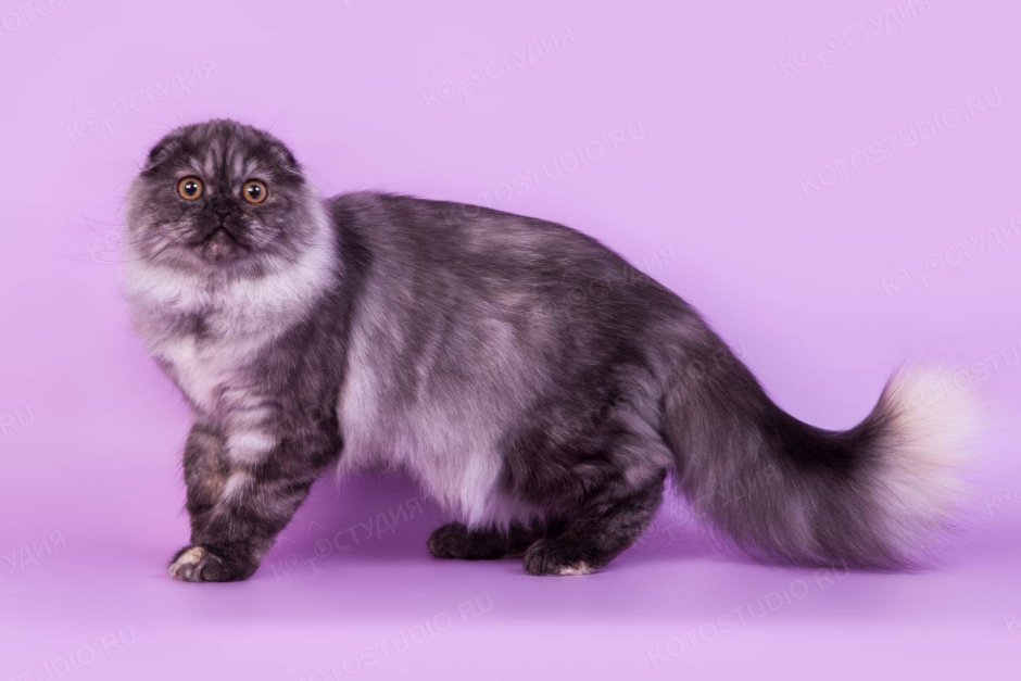 Хайленд-фолд Шотландская