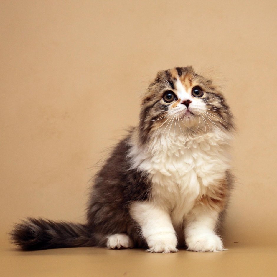 Хайленд фолд кошка