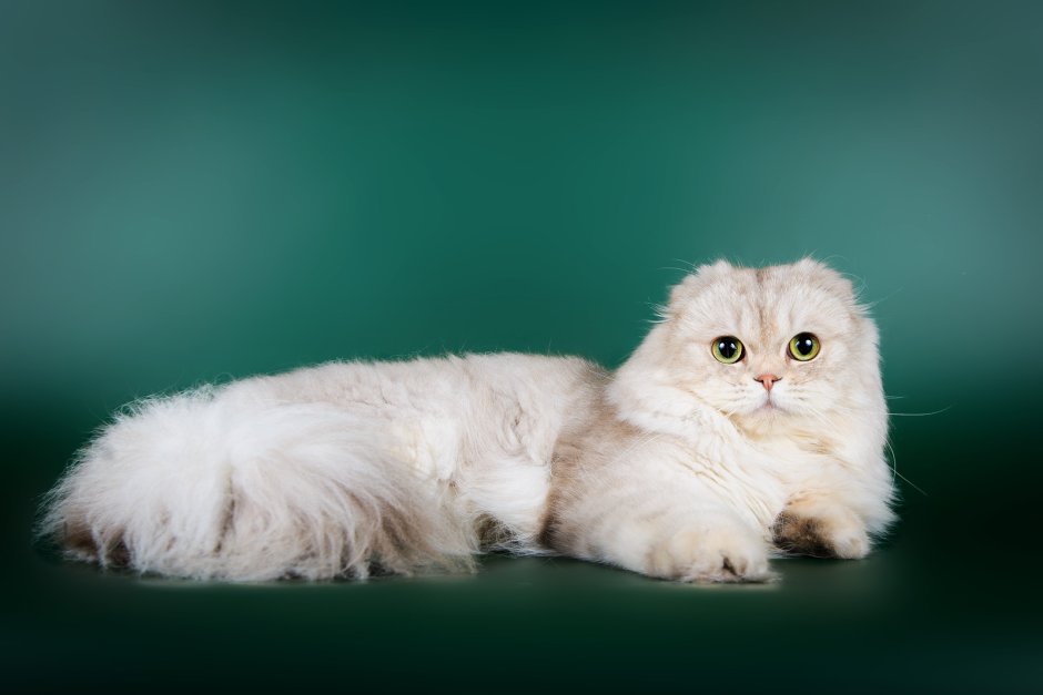 Скоттиш хайленд фолд лиловый