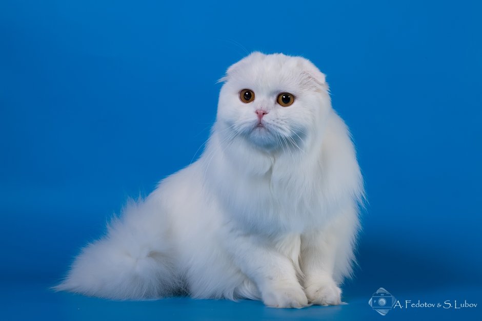 Хайленд-фолд Шотландская вислоухая белая