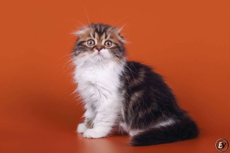 Хайленд-фолд Шотландская