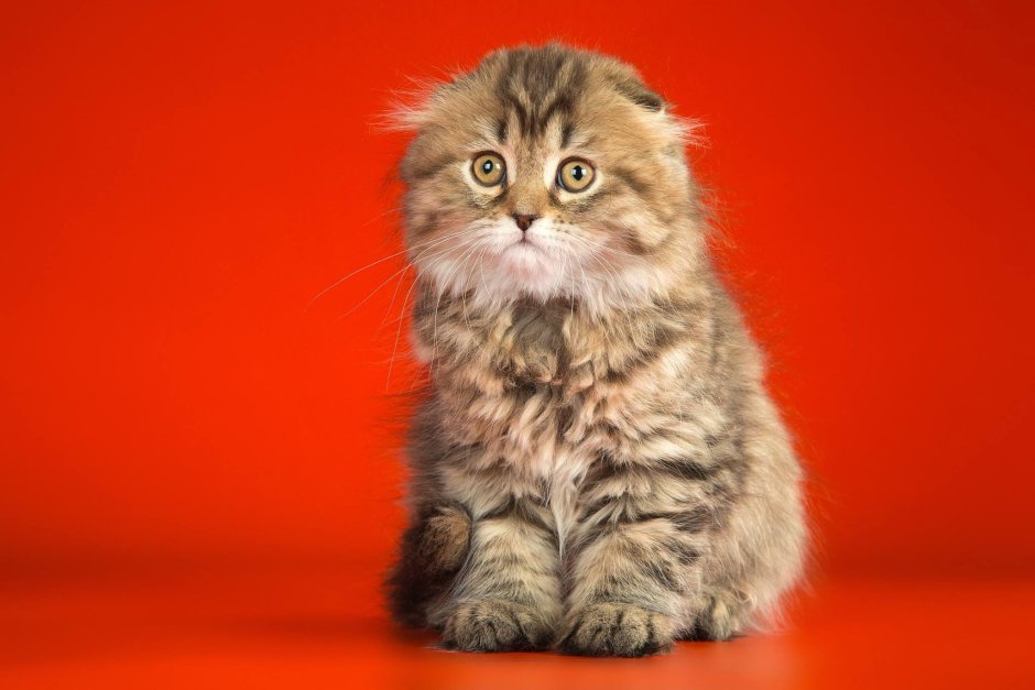 Шотландская вислоухая кошка хайленд фолд