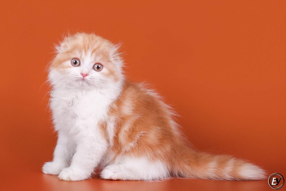 Шотландская вислоухая длинношерстная