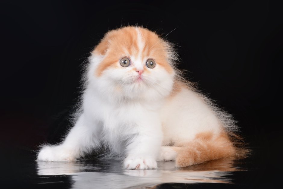 Шотландская хайленд фолд рыжий