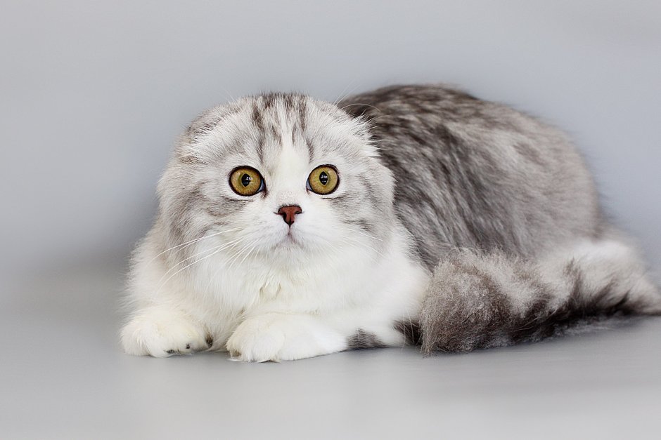 Британская вислоухая длинношерстная кошка