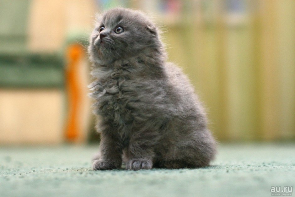 Хайленд-фолд длинношерстная вислоухая голубая