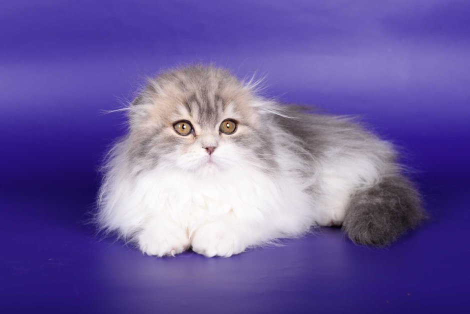 Шотландская вислоухая кошка хайленд фолд