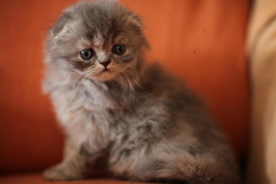 Шотландская вислоухая кошка длинношерстная