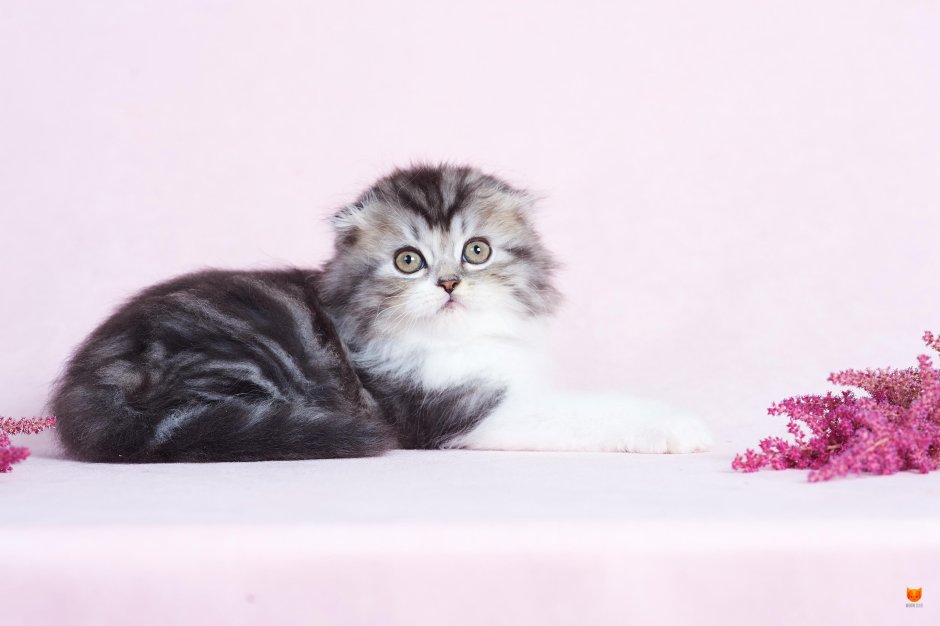 Highland Fold кошка