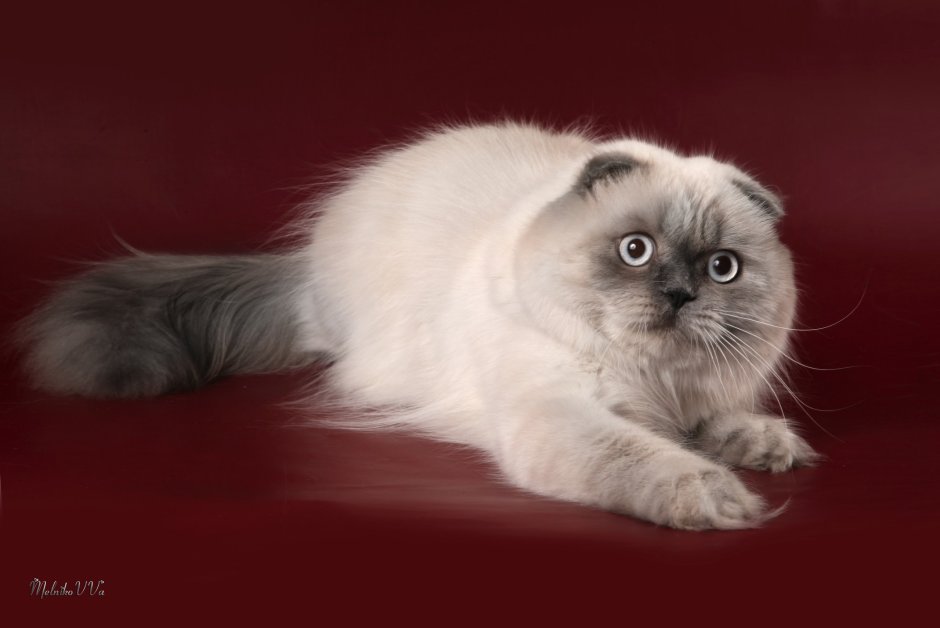 Невская маскарадная вислоухая