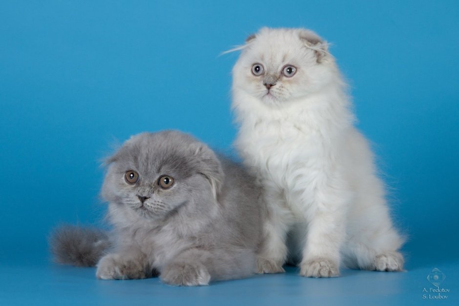 Вислоухая длинношерстная