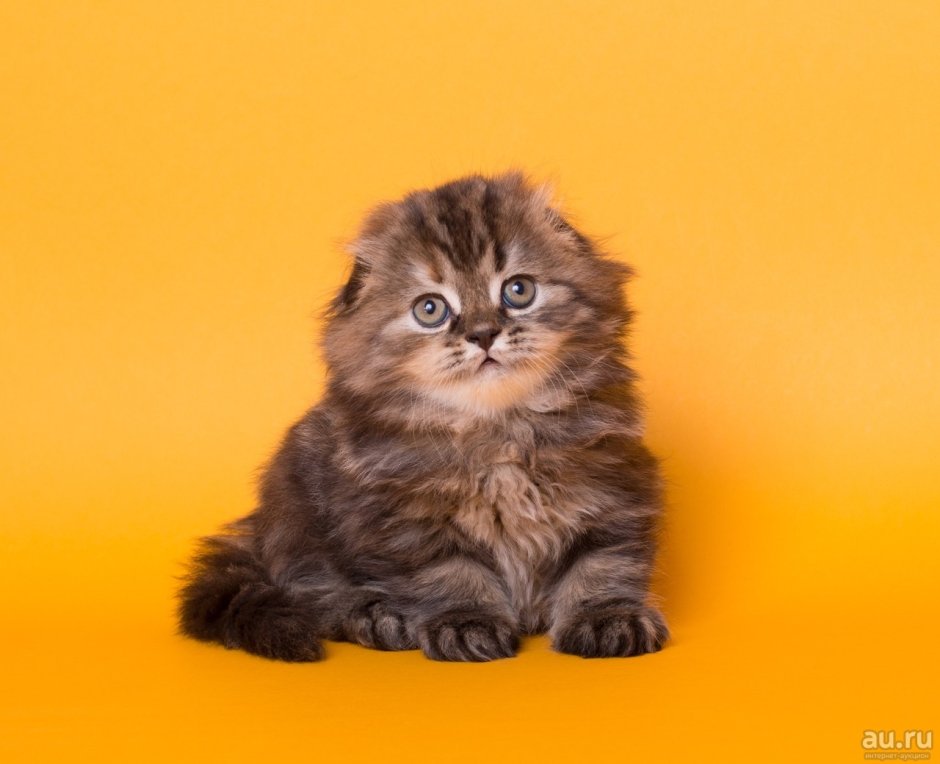 Шотландские котята вислоухие хайленд