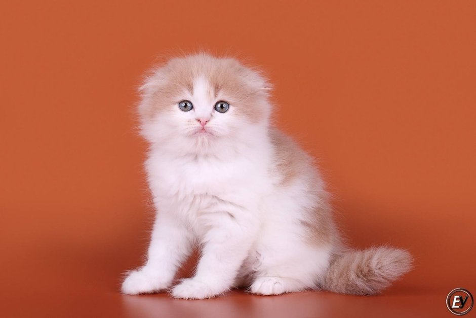 Кремовый хайленд фолд