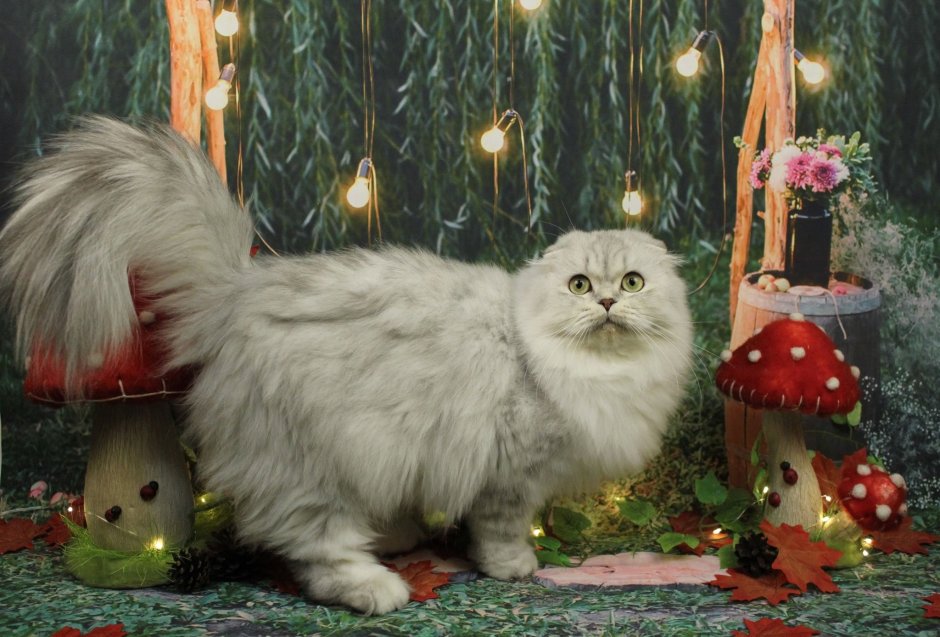 Хайленд-фолд Шотландская вислоухая длинношерстная