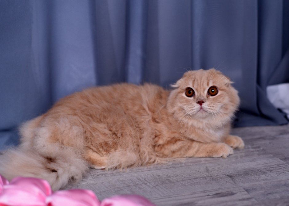 Шотландская хайленд фолд рыжий