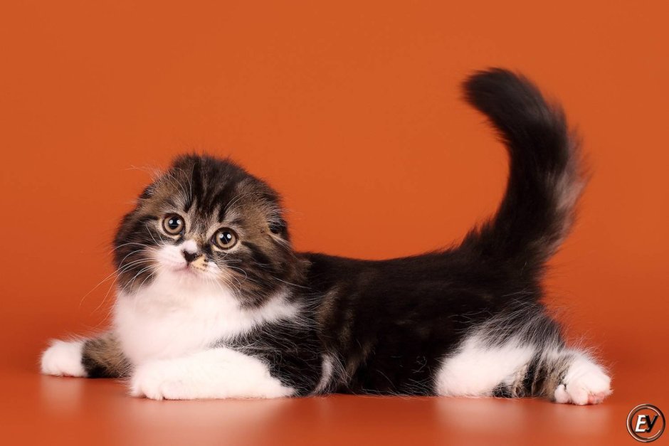 Шотландский хайленд фолд Блю поинт