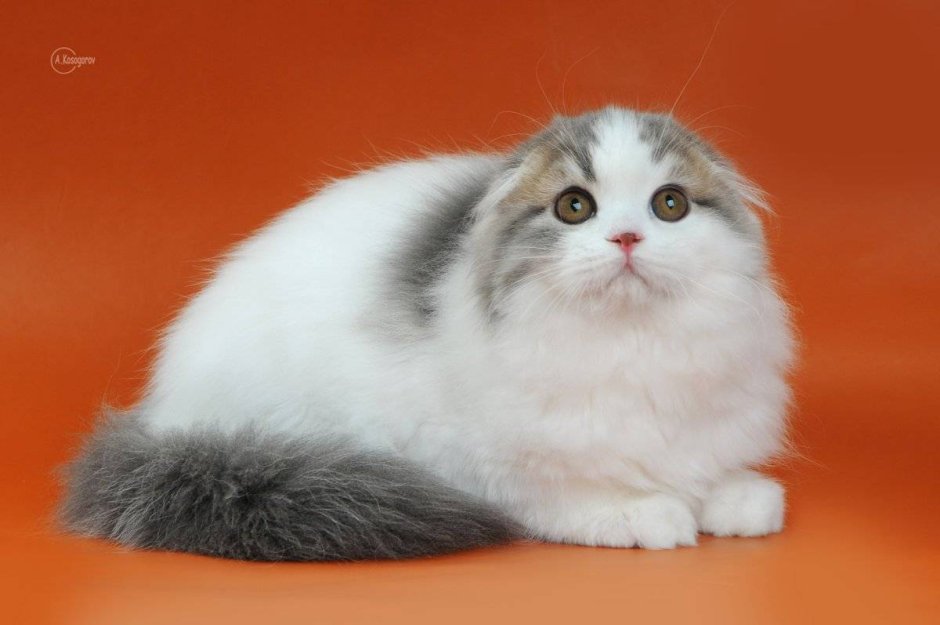 Хайленд-фолд Шотландская