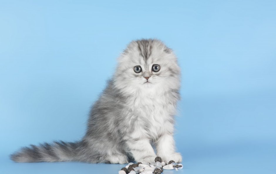 Хайленд фолд серая Шотландская