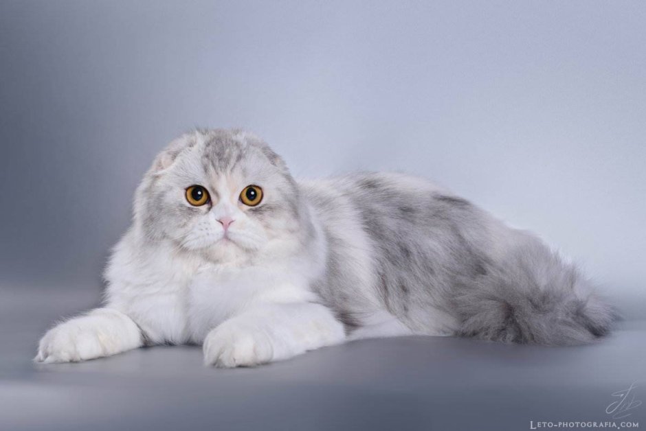 Хайленд-фолд длинношерстная