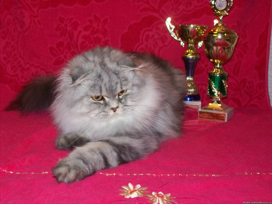 Хайленд-фолд котята